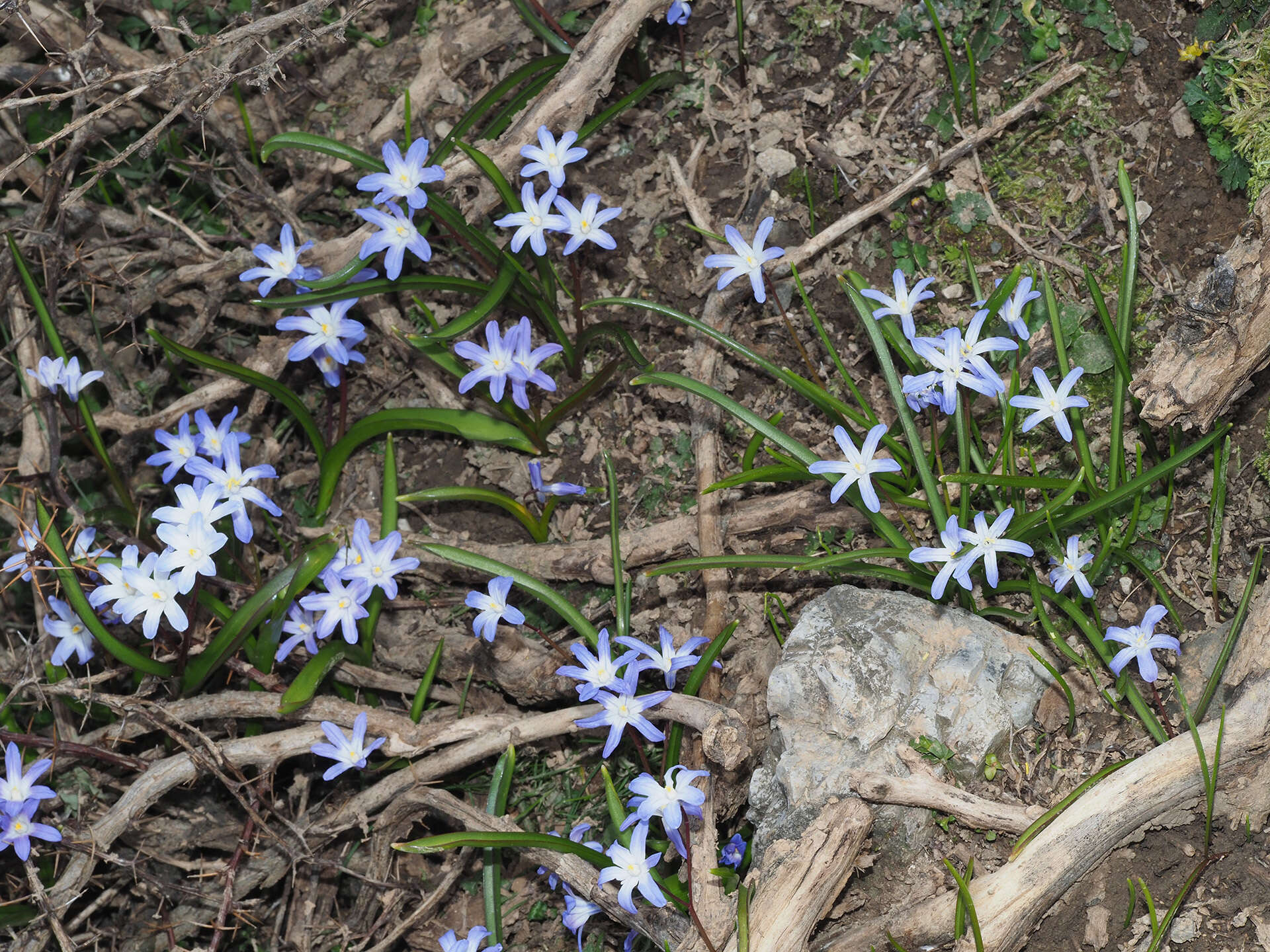 Image of Scilla nana (Schult. & Schult. fil.) Speta