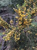 Imagem de Pultenaea juniperina Labill.