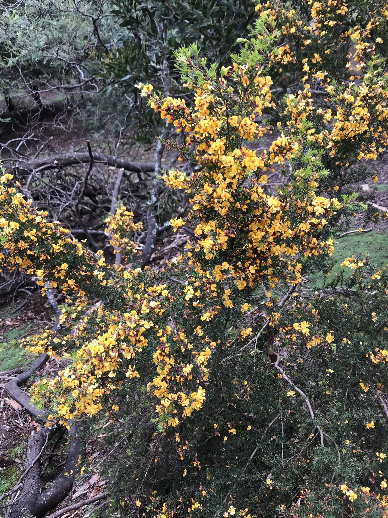 Слика од Pultenaea juniperina Labill.