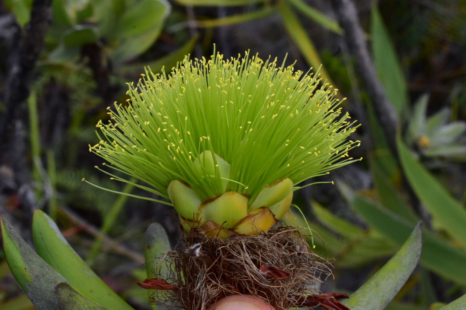 Image of Melaleuca dawsonii Craven