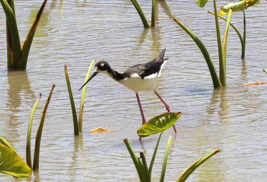 Image of Hawaiian stilt