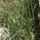 Image of Dianella amoena G. W. Carr & P. F. Horsfall