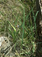 Image of Dianella amoena G. W. Carr & P. F. Horsfall