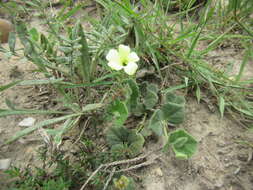 صورة Thunbergia capensis Rets.