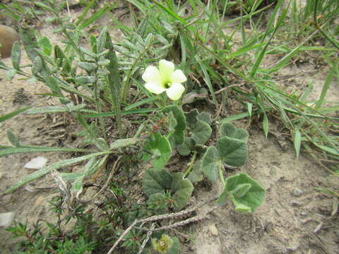 Image of Thunbergia capensis Rets.