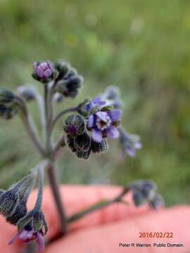 Image of Cynoglossum hirsutissimum Lehm.