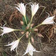 Image of Crinum crassicaule Baker