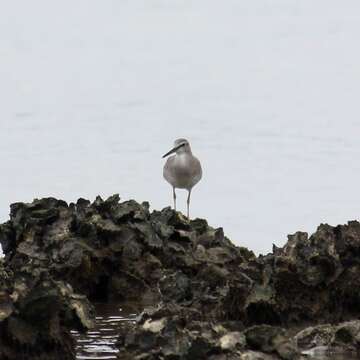 Image of Gray-tailed Tattler