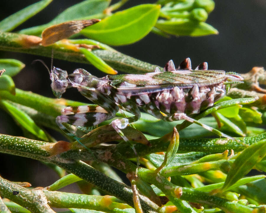 Plancia ëd Harpagomantis tricolor Linne 1758