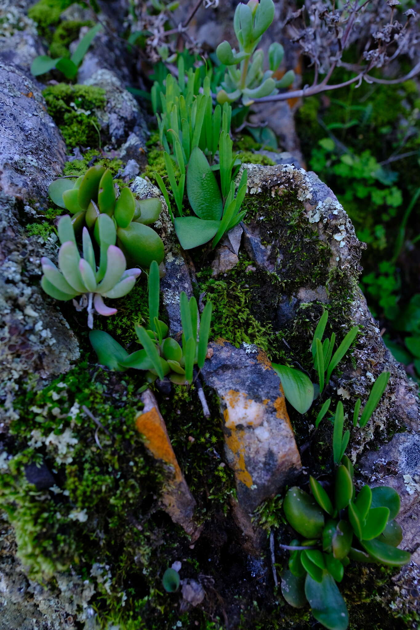 Слика од Oxalis monophylla var. stenophylla (Meissn.) Sond.