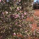 Eremophila sturtii R. Br. resmi