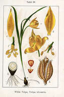 Image of Wild tulip