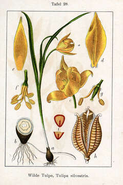 Image of Wild tulip