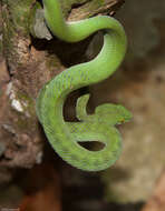 Image of Trimeresurus cardamomensis (Malhotra, Thorpe, Mrinalini & Stuart 2011)