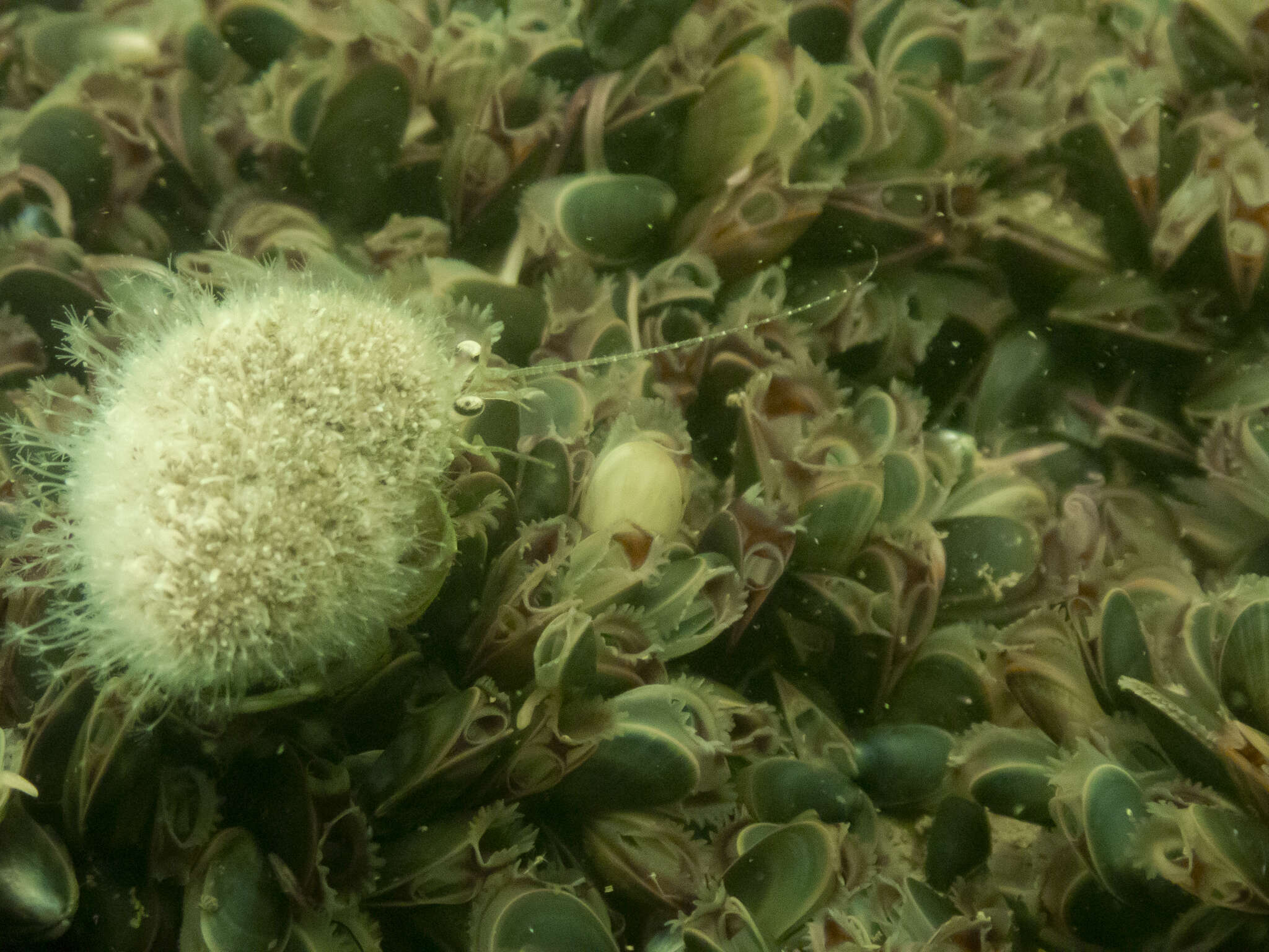 Image of Snail fur hydroid