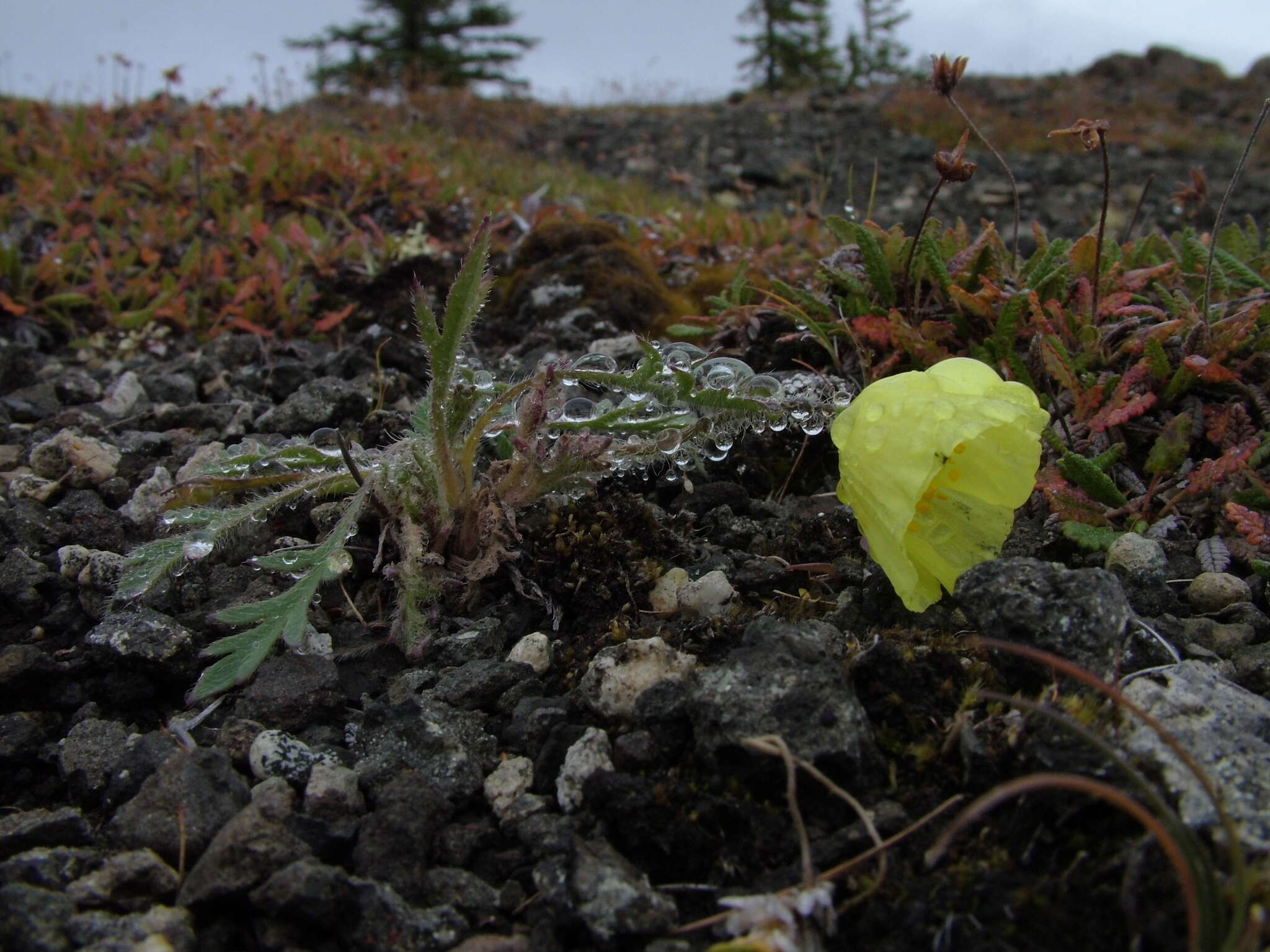 Image of Papaver leucotrichum Tolmatch.