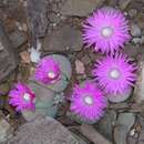 Image of Gibbaeum heathii (N. E. Br.) L. Bol.