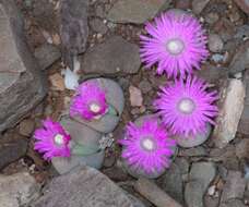 صورة Gibbaeum heathii (N. E. Br.) L. Bol.