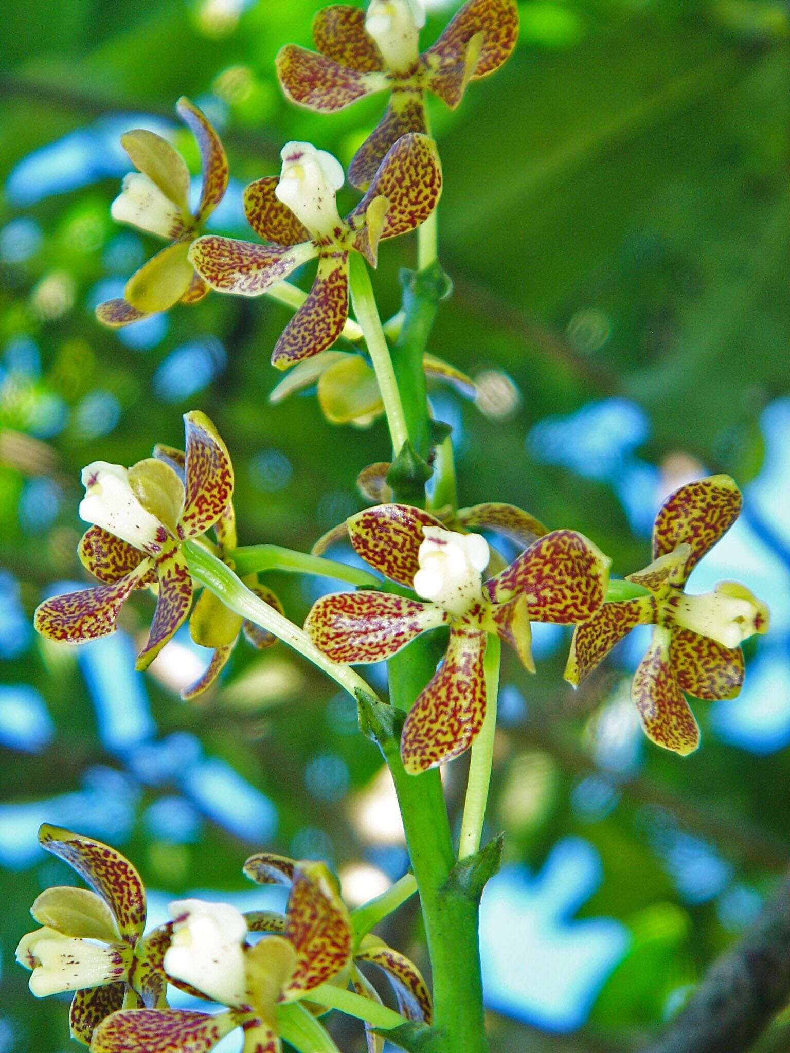 Image of Prosthechea pachysepala (Klotzsch) Chiron & V. P. Castro