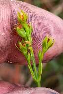 Image of Hairy St. John's-Wort