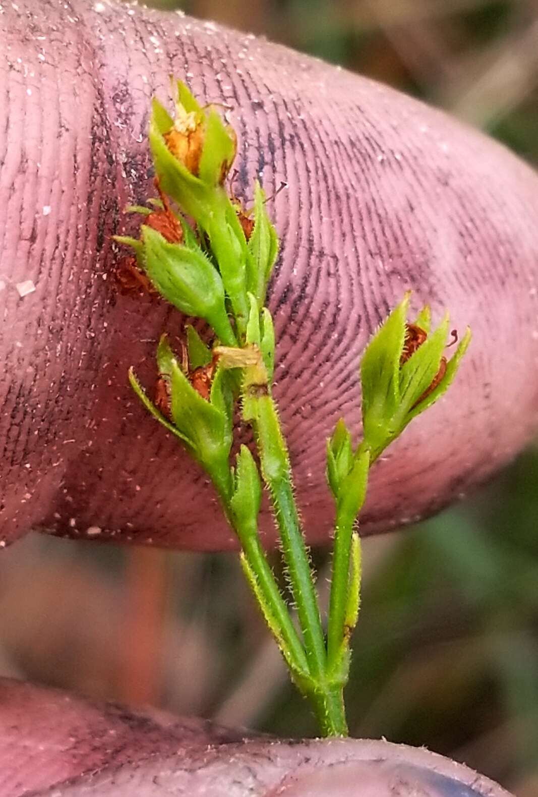 Image of Hairy St. John's-Wort