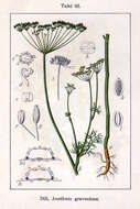 Image of dill