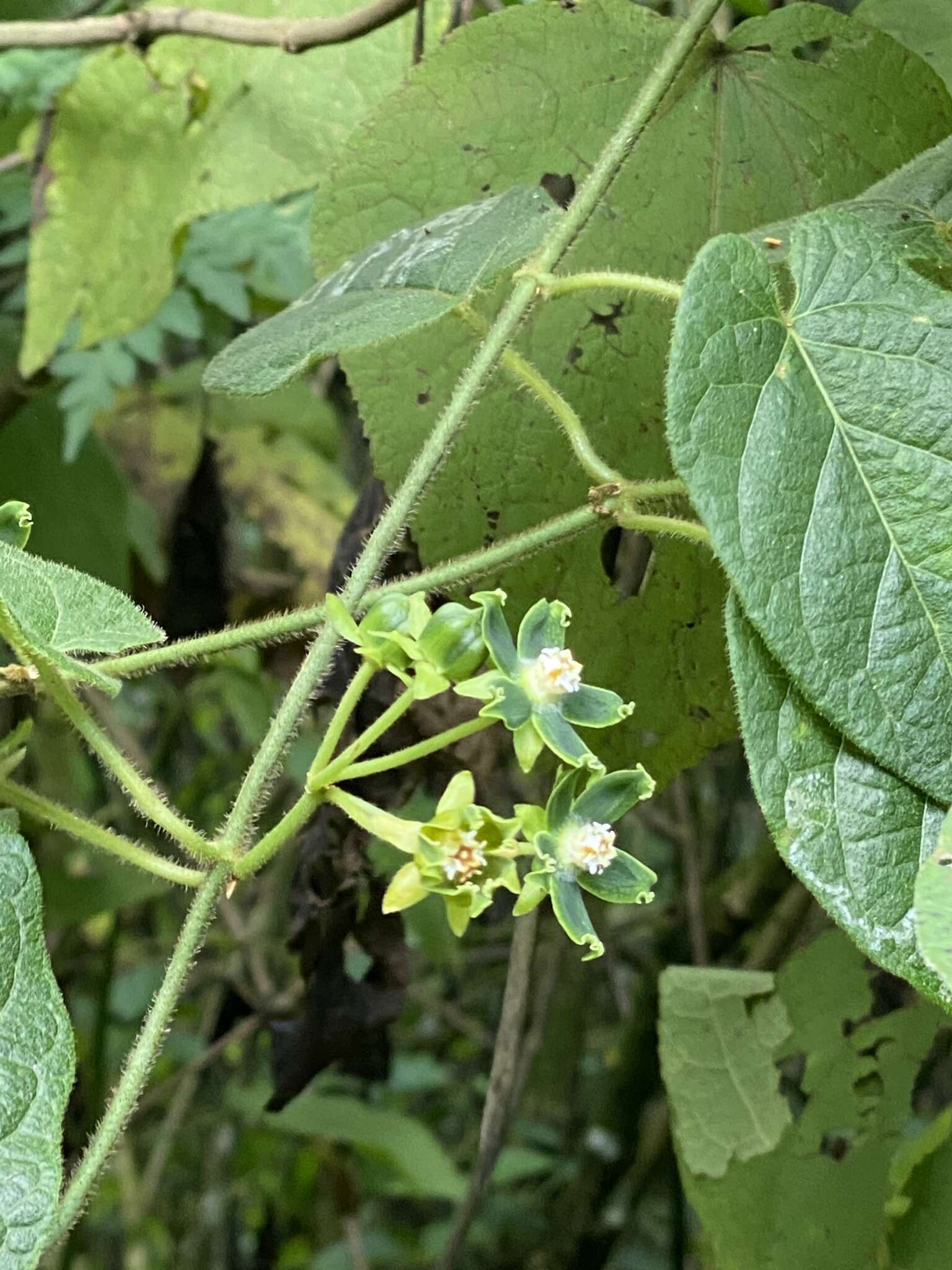 Image of Gonolobus stenosepalus (J. D. Sm.) R. E. Woodson