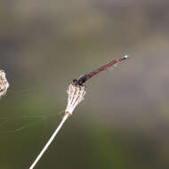 Image of Oxyagrion rubidum (Rambur 1842)