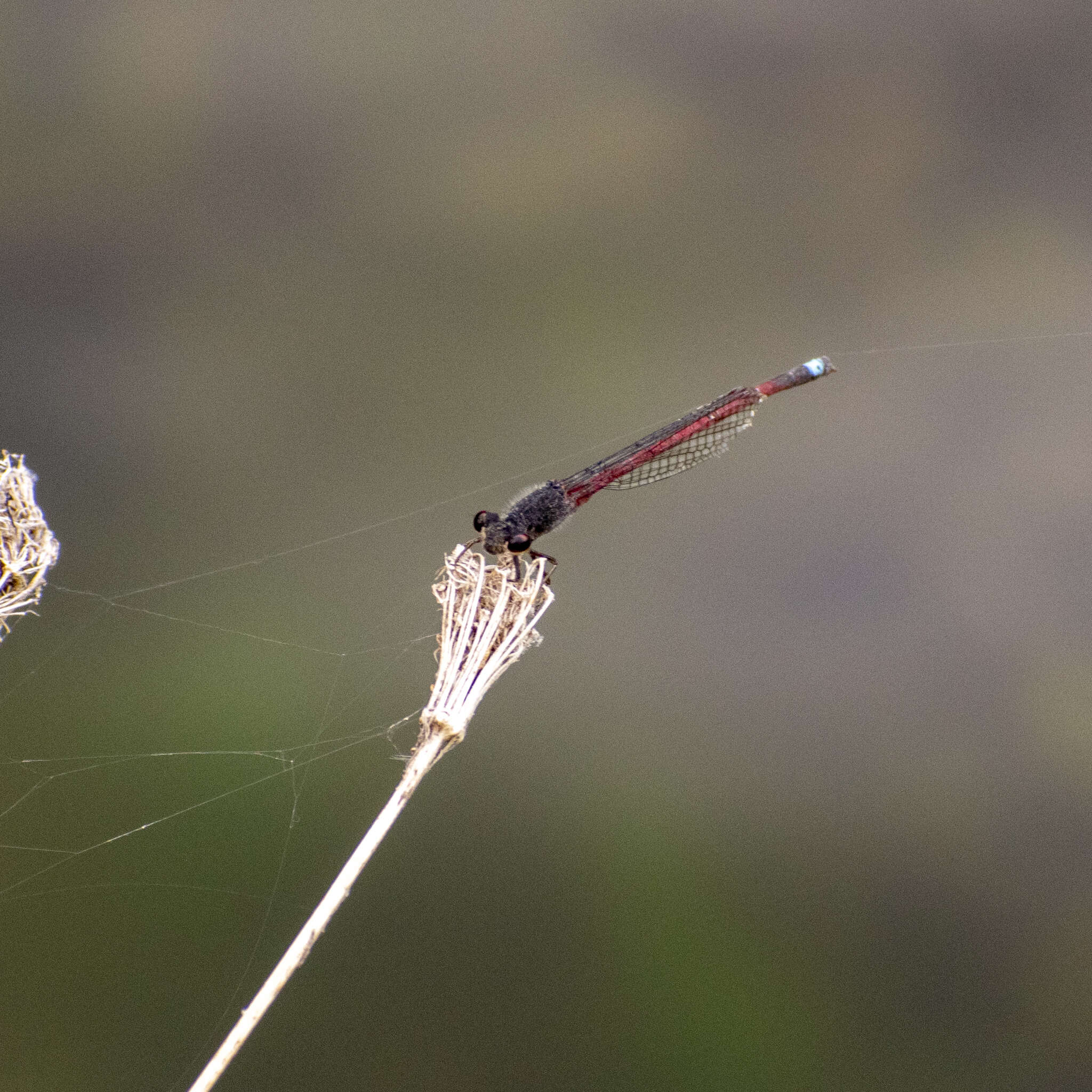 Image of Oxyagrion rubidum (Rambur 1842)