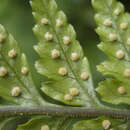 Sivun Parapolystichum acuminatum (Houlston) Labiak, Sundue & R. C. Moran kuva