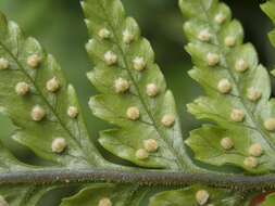 Parapolystichum acuminatum (Houlston) Labiak, Sundue & R. C. Moran的圖片