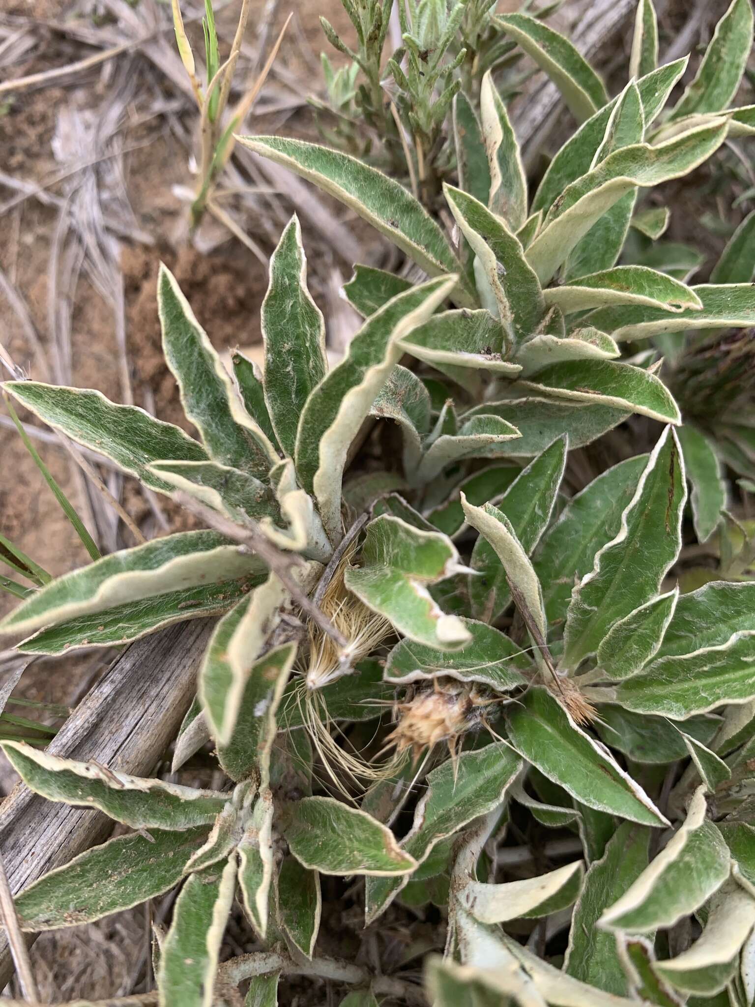 Image of Dicoma macrocephala DC.