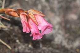 Image of Connellia quelchii N. E. Br.