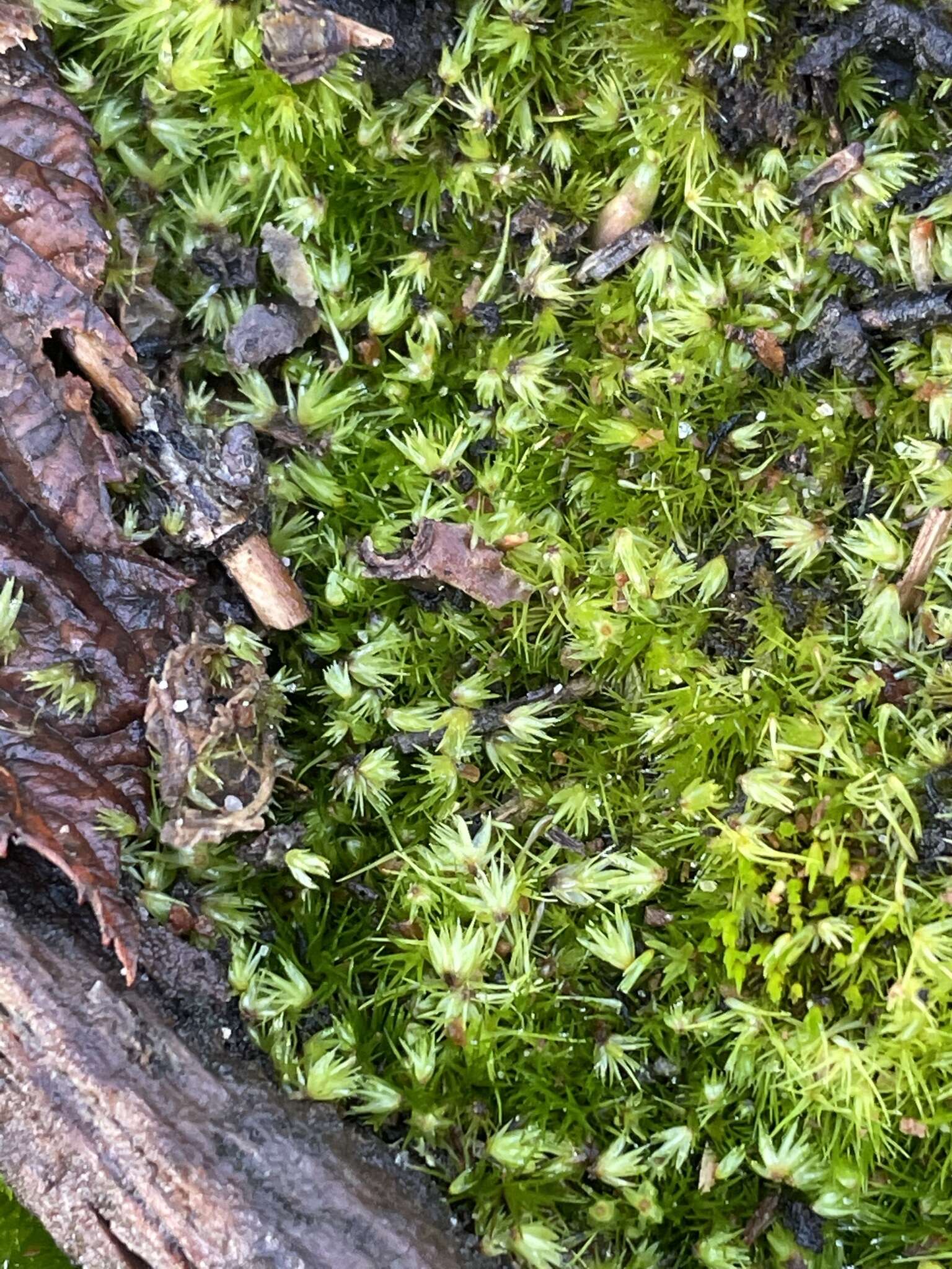 Image of rusty swan-neck moss