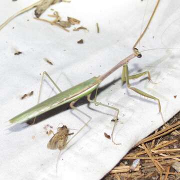 Image of Stagmomantis gracilipes Rehn 1907