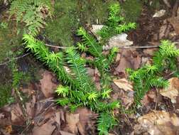 Image of Canada yew