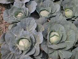 Image of white cabbage