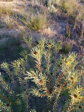 Imagem de Leucadendron sheilae I. J. M. Williams