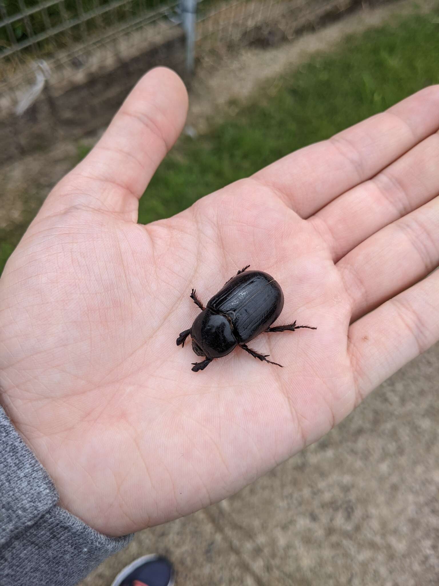 Image of black lawn beetle