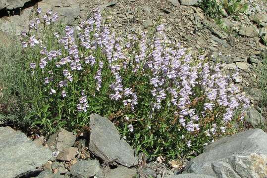 Image de Penstemon grinnellii Eastw.