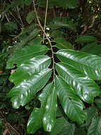 Image of <i>Uvariodendron gorgonis</i>