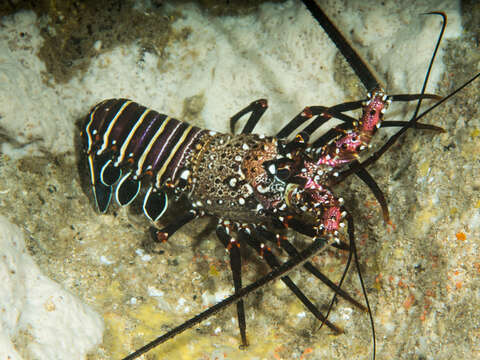 Image of Banded Spiny Lobster