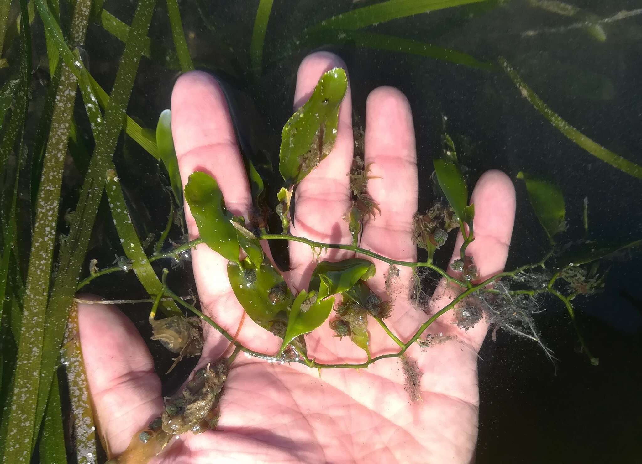 Image of Caulerpa prolifera