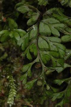 Image of Hymenophyllum cupressiforme Labill.