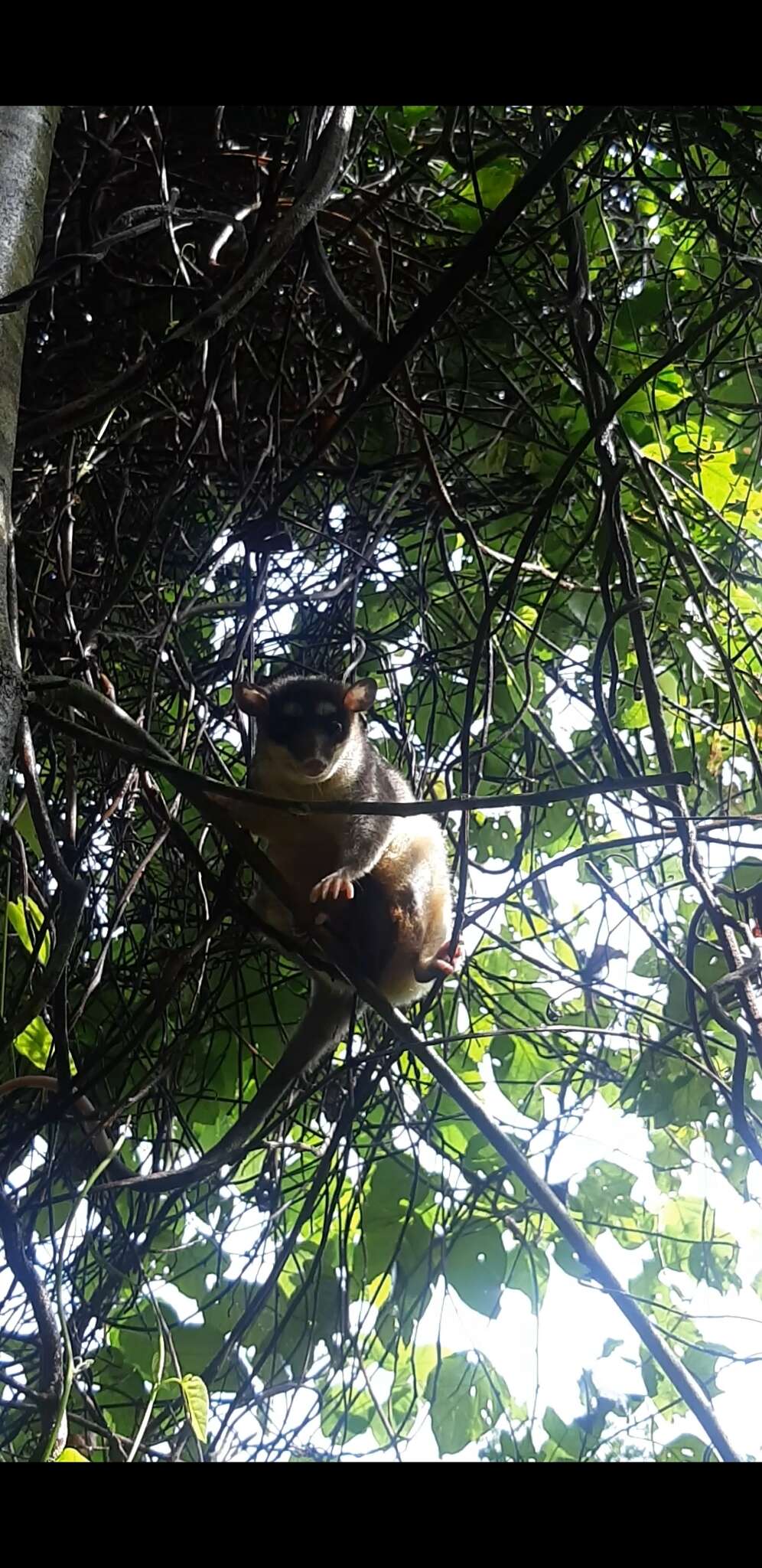 Image of Southeastern Four-eyed Opossum