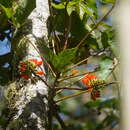 Sivun Erythrina edulis Micheli kuva