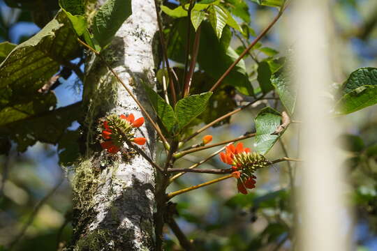 Image de Erythrina edulis Micheli