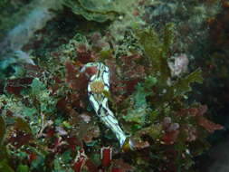 Image of Hypselodoris cerisae Gosliner & R. F. Johnson 2018