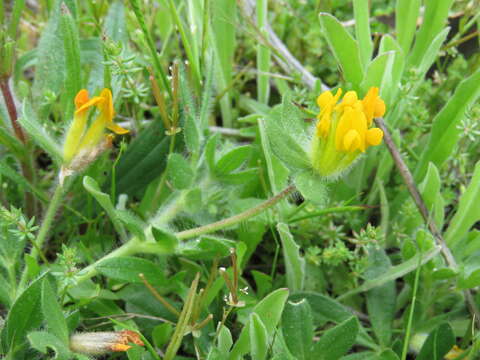 Plancia ëd Anthyllis lotoides L.