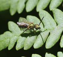 صورة Augochlorella aurata (Smith 1853)